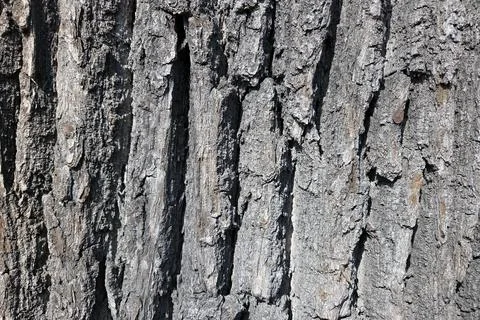Rough Tree Bark Texture for Natural Backgrounds and Design Projects Stock Photos