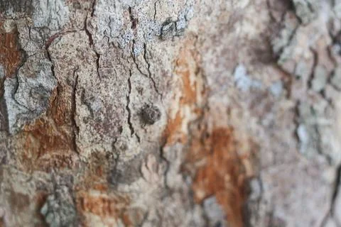 Rough Tree Bark Texture with Natural Lichen and Deep Crevice Stockfoto's