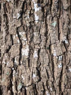 Rough Tree Bark Texture - Natural Longan Wood Pattern Background 스톡 사진