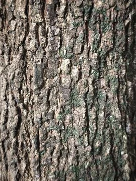 Rough Tree Bark Texture - Natural Longan Wood Pattern Background 스톡 사진