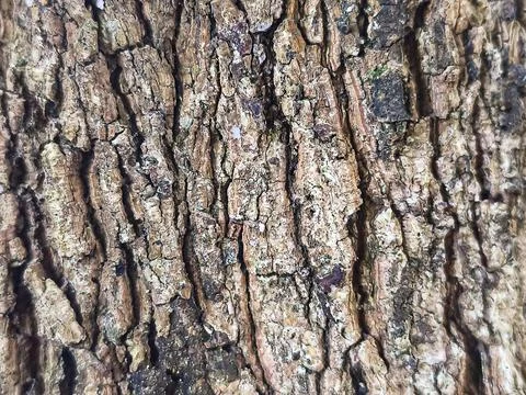 Rough Tree Bark Texture - Natural Longan Wood Pattern Background 스톡 사진