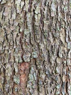 Rough Tree Bark Texture Natural Wood Background Close Up Stock Photos