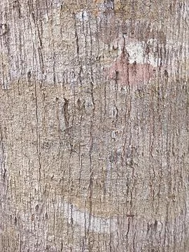 Rough Tree Bark Texture with Natural Patterns Background Stock Photos