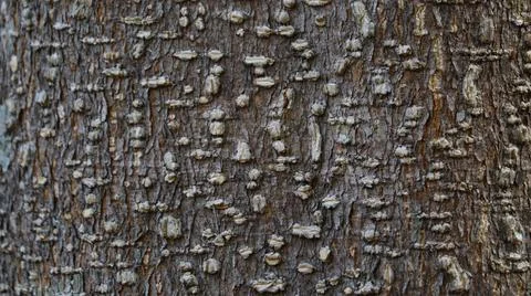 Rough Tree Bark Texture with Natural Raised Dot Pattern Close Up Stock Photos