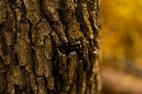 Rough tree bark texture of oak trunk in warm light Stock Photos