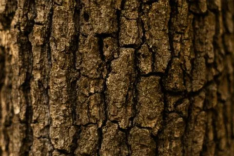 Rough tree bark texture of oak trunk in warm light Stock Photos