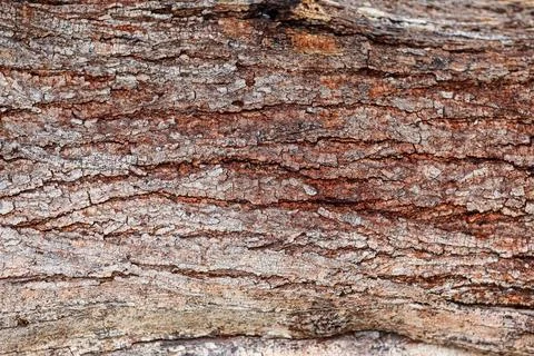 Rough tree bark texture pattern. Stock Photos