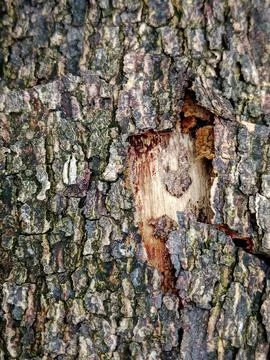 Rough Tree Bark Texture with Peeled Layer Stock Photos