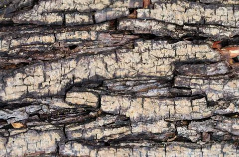 Rough Tree Bark Texture Stock Photos