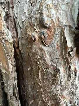 Rough tree bark texture Stock Photos