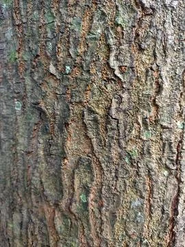  Rough Tree Bark Texture Stock Photos