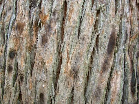Rough Tree Bark Texture Stock Photos