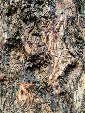 Rough Tree Bark Texture Stock Photos