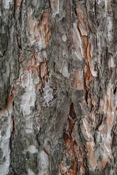 Rough tree bark texture showing deep vertical fissures and surfaces wood. Stock-Fotos