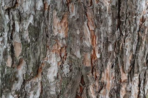 Rough tree bark texture showing vertical cracks and brown grey tones wood. Stock-Fotos