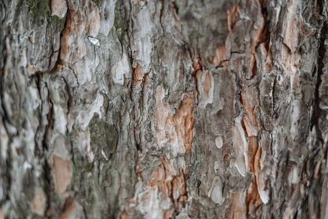 Rough tree bark texture showing natural organic wood grain patterns pattern. Stock-Fotos