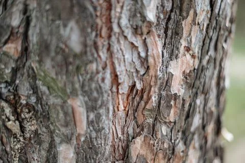 Rough tree bark texture showing natural wood grain and earthy tones nature. Stock Photos