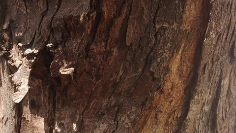 Rough tree bark texture showing intricate patterns of old brown wood Stock Photos