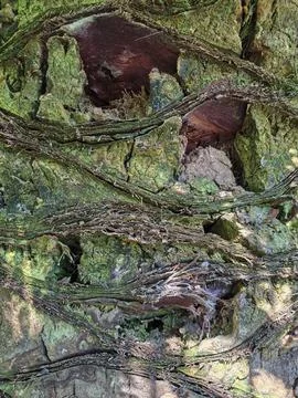Rough tree bark texture showing weathered and fibrous details of palm tree .. Stockfoto's