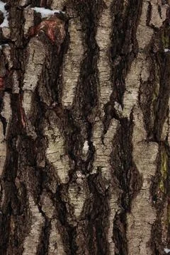Rough Tree Bark Texture With Traces Of Snow Stock Photos