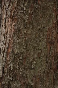 Rough tree bark texture with vertical ridges Foto stock