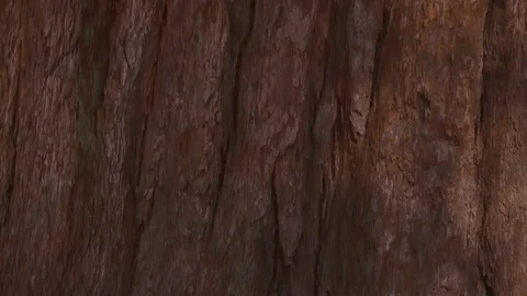 Rough tree bark texture in Yosemite National Park Stock Footage 99087696