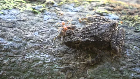 Rough Tree Frog and ant, Malaysia Stock Footage 159636954