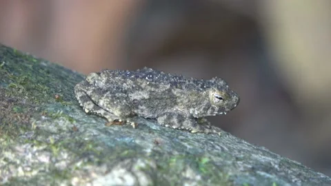 Rough Tree Frog, Malaysia Stock Footage 159636788