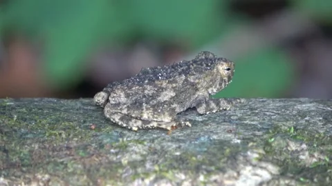 Rough Tree Frog, Malaysia Stock Footage 159636819