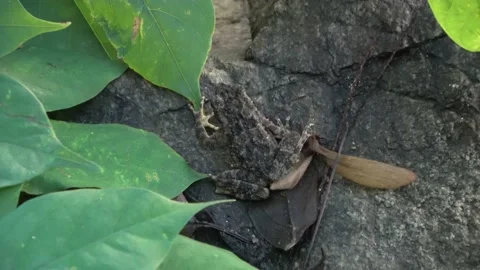 Rough Tree Frog, Malaysia Stock Footage 159636826