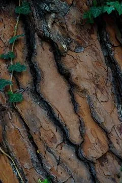 Rough tree Surface split with deep cracks longitudinally. Stock Photos