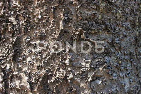 Rough tree texture Stock Photos