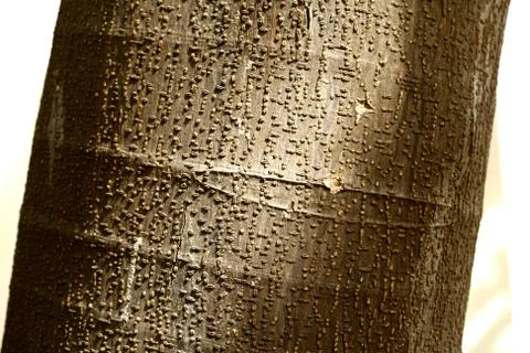 Rough tree texture Stock Photos