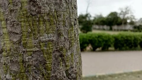 Rough tree trunk bark with green moss texture closeup stock photo wood 写真素材