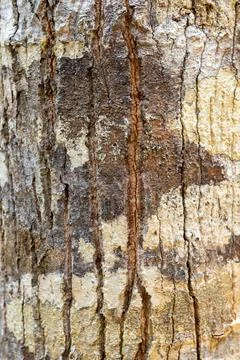 Rough tree trunk bark shows deep vertical grooves and natural weathered pat.. Stock-Fotos