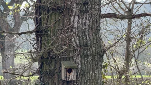 Rough tree trunk with climbing vines panning Stock Footage 331252501