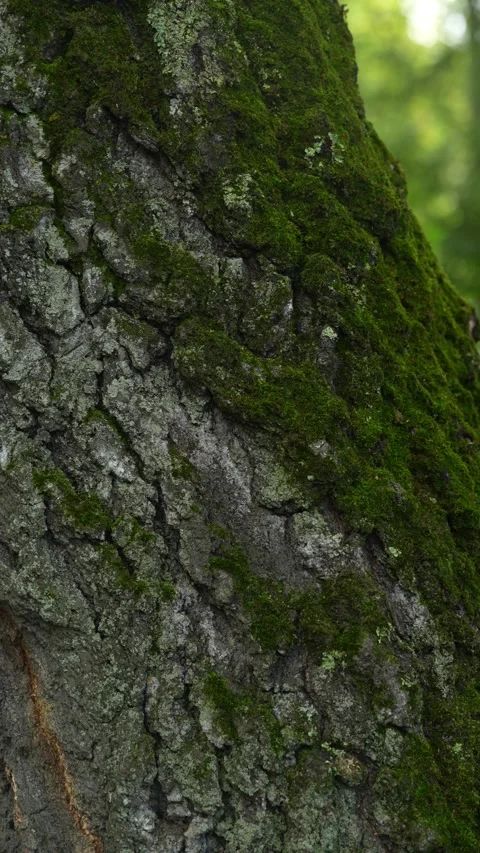 A rough tree trunk covered with vibrant green soft moss. Stock Footage 343268208