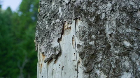 Rough tree trunk forest bark texture pan Stock Footage 345621425