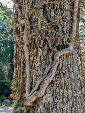 Rough tree trunk wrapped in twisting vines and ivy with sunlight in garden Stock Photos
