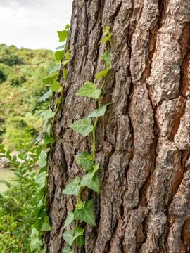 Rough trunk with some green branches with leaves Stock Photos