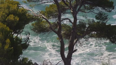 Rough turquoise sea through Mediterranean pine trees Stock Footage 168776351