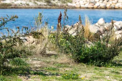Rough vegetation by the Beach in the Summer Stock Photos