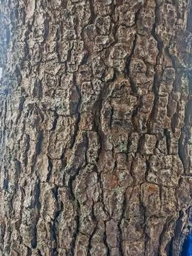 Rough Vertical Texture of Old Tree Bark ridged and Weathered Surface Фото