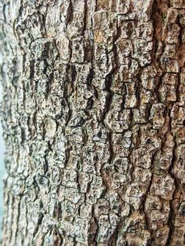 Rough Vertical Texture of Old Tree Bark ridged and Weathered Surface2 Stock Photos