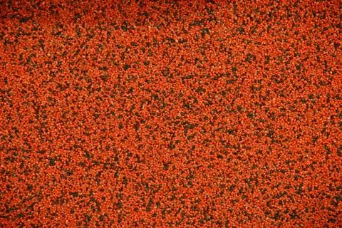 Rough wall background texture macro Foto stock