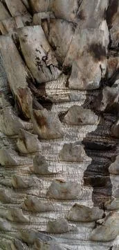 Rough Weathered Palm Tree Trunk with a Knobby Bumpy Surface Texture Foto stock