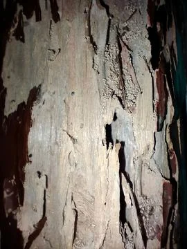 Rough Weathered Tree Bark Texture with Cracks and Lichen Stock Photos