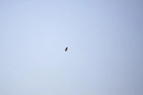 Rough-Winged Swallow in Flight Stock Photos