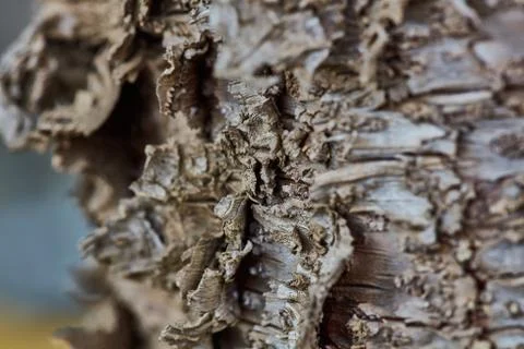 Rough wood bark surface close up extreme macro Stock Photos