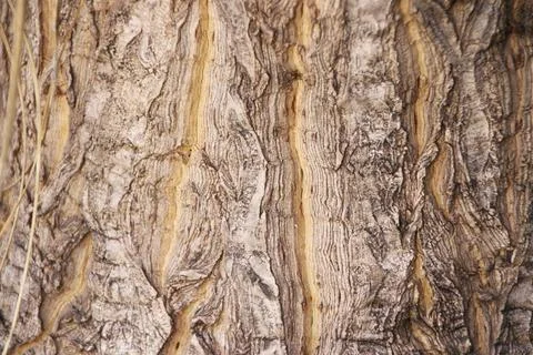 Rough wood texture background, close up design Stock Photos